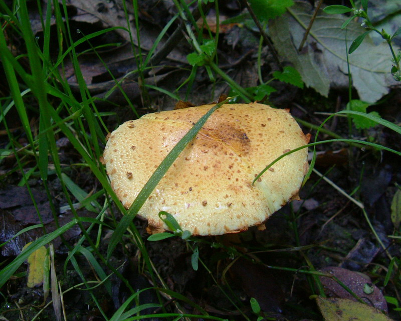 Pholiota lucifera?